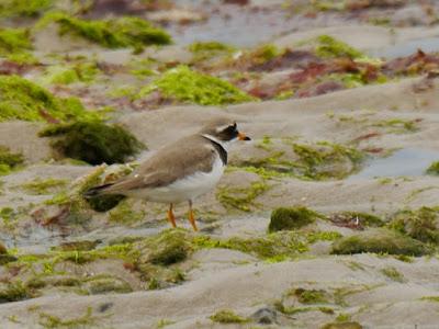 Los grandes viajeros tardíos