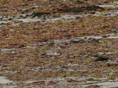 Los grandes viajeros tardíos