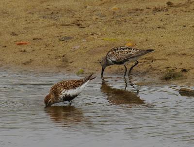 Los grandes viajeros tardíos