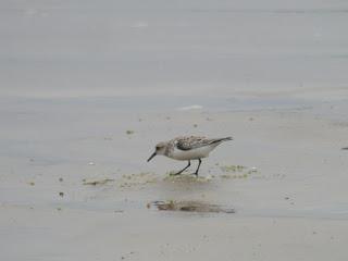 Los grandes viajeros tardíos