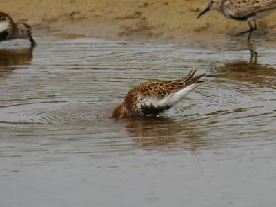 Los grandes viajeros tardíos