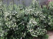 Myrtus