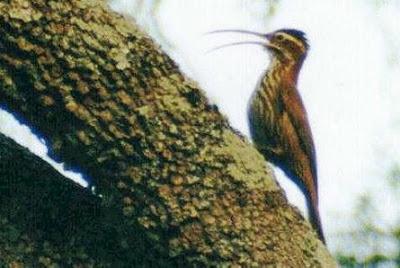 El Parque Nacional Chaco se ubica en el centro este de la provincia homónima.