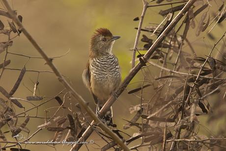 Choca corona rojiza (Rufous-capped antshrike) Thamnophilus ruficapillus