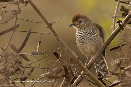 Choca corona rojiza (Rufous-capped antshrike) Thamnophilus ruficapillus