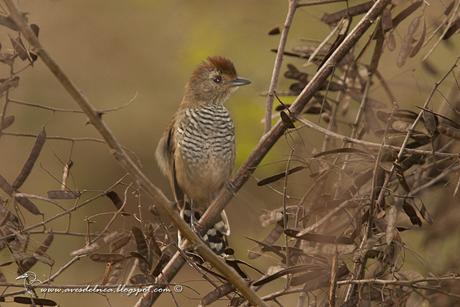 Choca corona rojiza (Rufous-capped antshrike) Thamnophilus ruficapillus