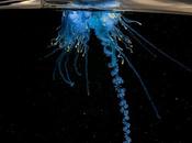 Fotografías muestran vida vibrante acecho justo debajo nivel