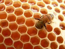DIDÁCTICO: ¿QUÉ ES REALMENTE LA MIEL? - TRAINING: WHAT IS REALLY HONEY?.
