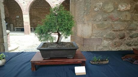 Exposición de Bonsais en el claustre del Castell Cartoixa