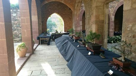 Exposición de Bonsais en el claustre del Castell Cartoixa