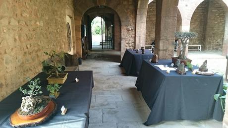Exposición de Bonsais en el claustre del Castell Cartoixa
