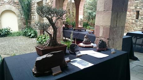 Exposición de Bonsais en el claustre del Castell Cartoixa