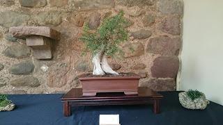 Exposición de Bonsais en el claustre del Castell Cartoixa