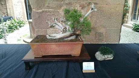 Exposición de Bonsais en el claustre del Castell Cartoixa