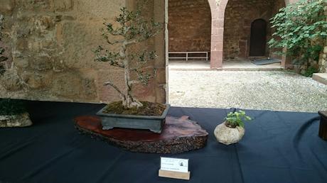 Exposición de Bonsais en el claustre del Castell Cartoixa