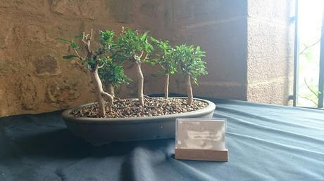 Exposición de Bonsais en el claustre del Castell Cartoixa