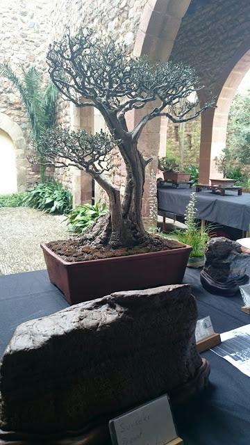 Exposición de Bonsais en el claustre del Castell Cartoixa