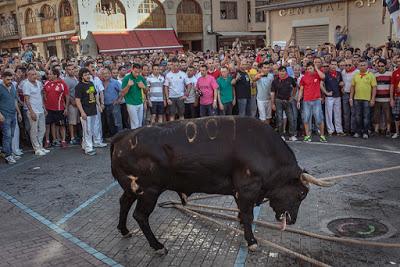 “Santa Fiesta”, documental sobre la muerte de animales en las fiestas españolas.