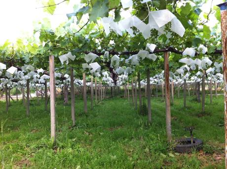 Razi agricultor: Campos de uvas en Yamanashi