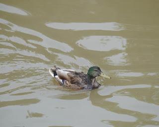 Los azulones han perdido su color