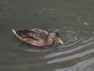 Los azulones han perdido su color
