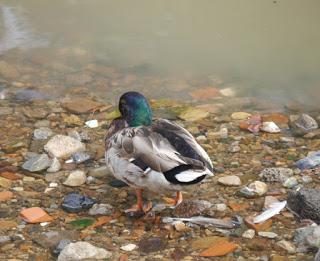 Los azulones han perdido su color