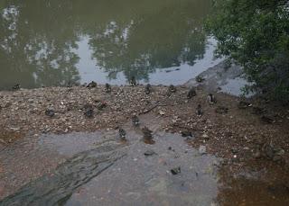 Los azulones han perdido su color