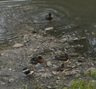 Los azulones han perdido su color