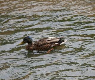 Los azulones han perdido su color
