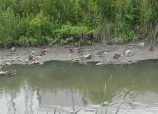 Los azulones han perdido su color