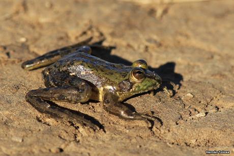 La Noria y camino Panelo