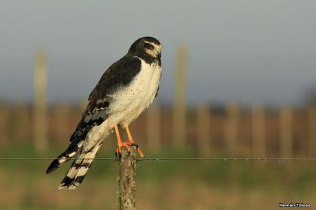 La Noria y camino Panelo