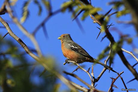 La Noria y camino Panelo
