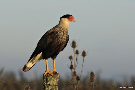 La Noria y camino Panelo