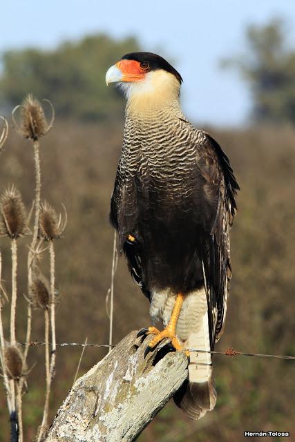 La Noria y camino Panelo