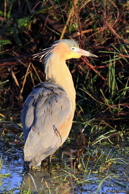 La Noria y camino Panelo