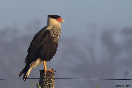 La Noria y camino Panelo