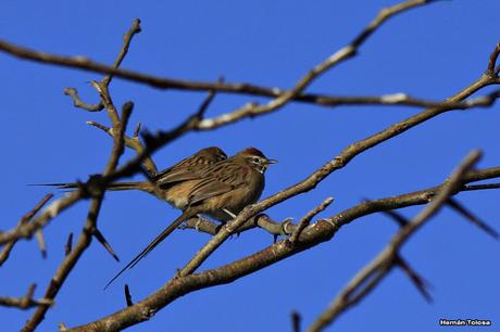 La Noria y camino Panelo