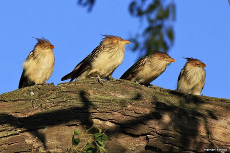La Noria y camino Panelo