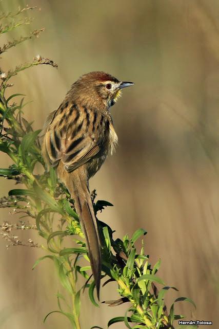La Noria y camino Panelo