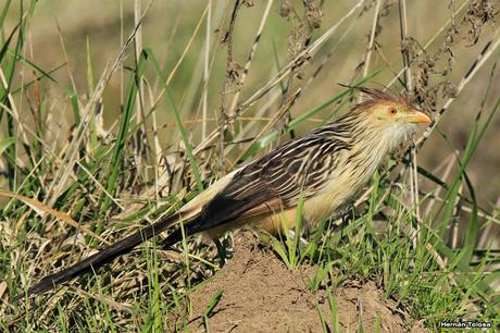 La Noria y camino Panelo
