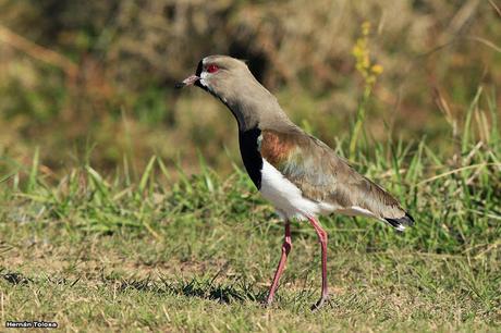 La Noria y camino Panelo