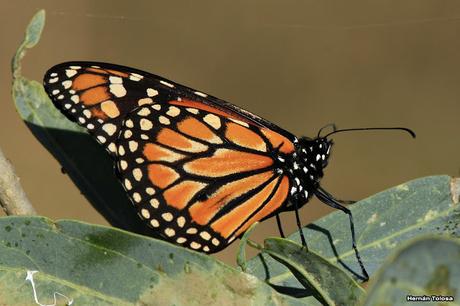 La Noria y camino Panelo