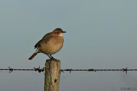 La Noria y camino Panelo