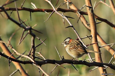 La Noria y camino Panelo