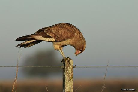 La Noria y camino Panelo