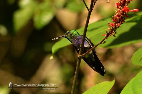 Picaflor zafiro (Fork-tailed woodnymph) Thalurania furcata