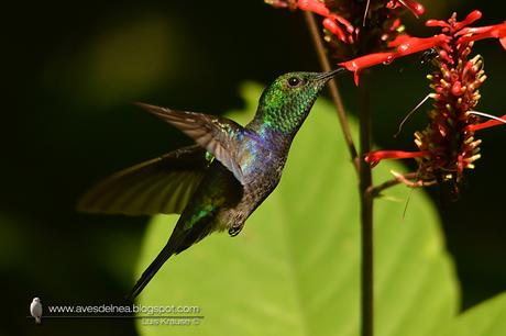 Picaflor zafiro (Fork-tailed woodnymph) Thalurania furcata