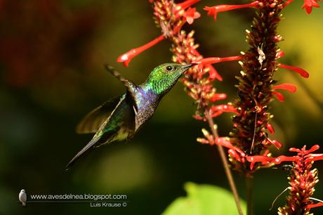 Picaflor zafiro (Fork-tailed woodnymph) Thalurania furcata