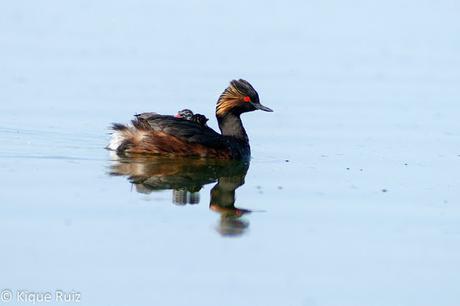Zampullín cuellinegro, la elegancia